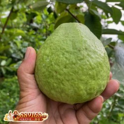 珍珠芭樂 珍珠芭樂