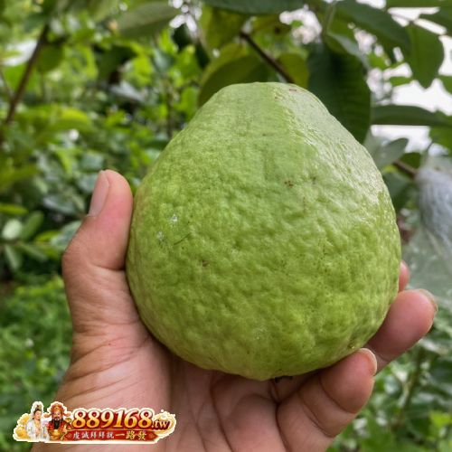 珍珠芭樂 珍珠芭樂