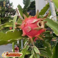 紅色火龍果